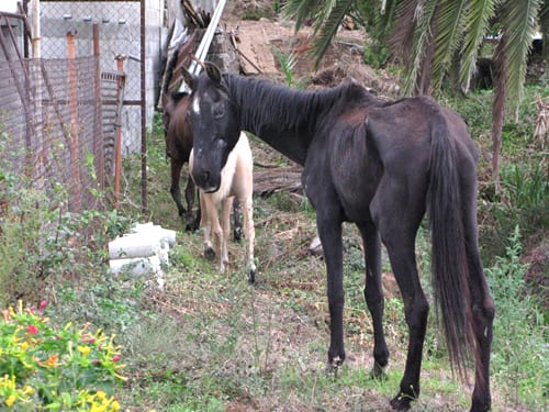 Horse rescue centre in Spain protests against horse cruelty Horse rescue centre in Spain protests against horse cruelty