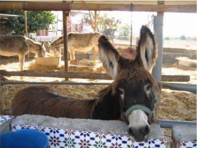 Donkeys’ star status won’t save them from eviction Donkeys’ star status won’t save them from eviction