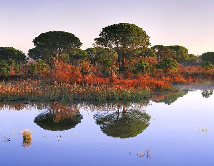 Green hope for Andalucia National Park Green hope for Andalucia National Park