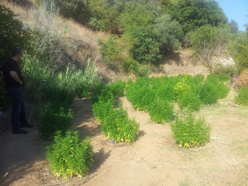 Police sieze 79 marijuana plants in Mijas Police sieze 79 marijuana plants in Mijas
