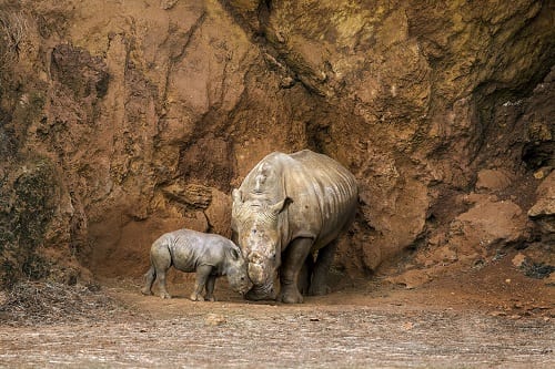 Rare rhino born in Spanish nature park Rare rhino born in Spanish nature park