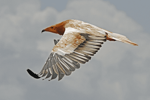 Action group launch anti-bird poisoning campaign Action group launch anti-bird poisoning campaign