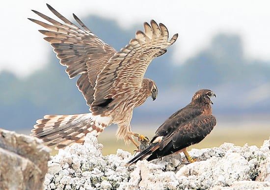 Harassed harriers’ nests destroyed Harassed harriers’ nests destroyed