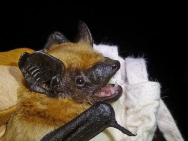 Bat lands in Gibraltar for first time Bat lands in Gibraltar for first time