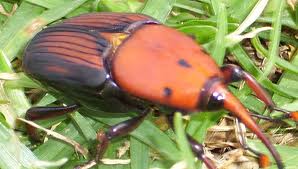 Red palm weevils now a major concern Red palm weevils now a major concern