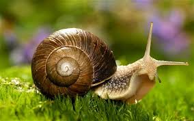 Slimey! Slugs and snails big threat to gardens Slimey! Slugs and snails big threat to gardens