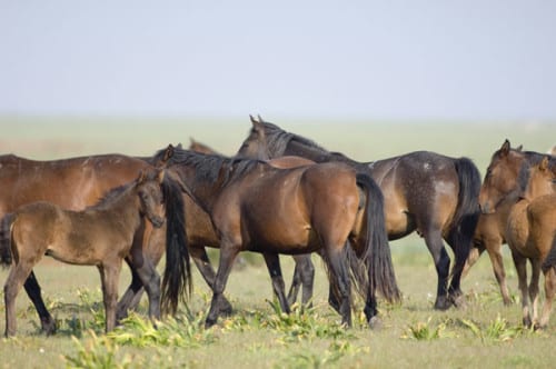 Endangered horses released back into the Spanish wild Endangered horses released back into the Spanish wild