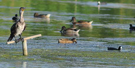 Granada is top spot for birds’ winter break Granada is top spot for birds’ winter break