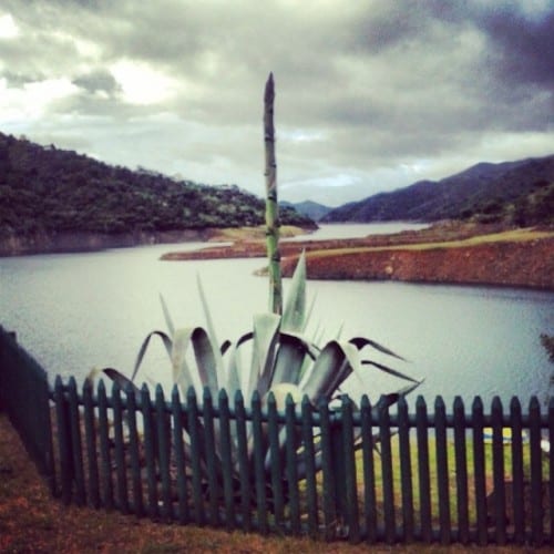 Triffid trouble… Triffid trouble…