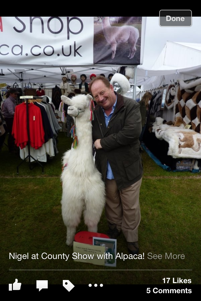 Conman Nigel Goldman frolics with an alpaca while on the run Conman Nigel Goldman frolics with an alpaca while on the run