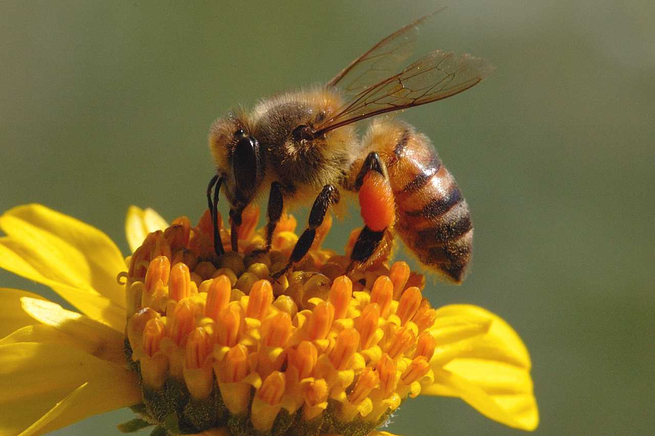 Spanish bees have one of the lowest mortality rates in Europe Spanish bees have one of the lowest mortality rates in Europe
