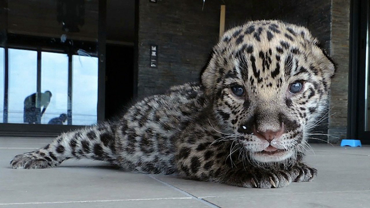 Jaguar cub brought back to life by mouth-to-mouth in Spain Jaguar cub brought back to life by mouth-to-mouth in Spain