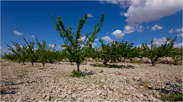 Worst drought in 150 years hits Spain Worst drought in 150 years hits Spain