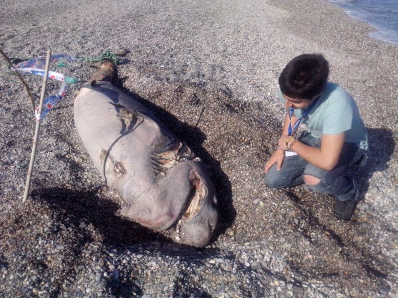 Shark spotted on Almeria beach Shark spotted on Almeria beach