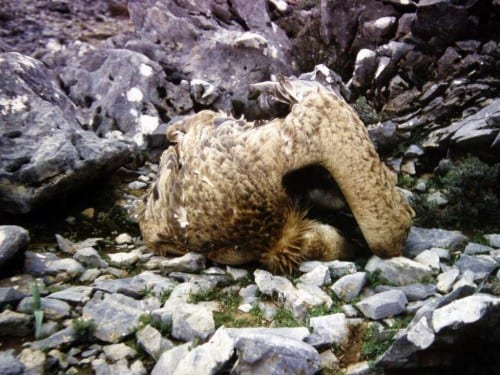 Rising use of poison is wiping out Ronda wildlife Rising use of poison is wiping out Ronda wildlife