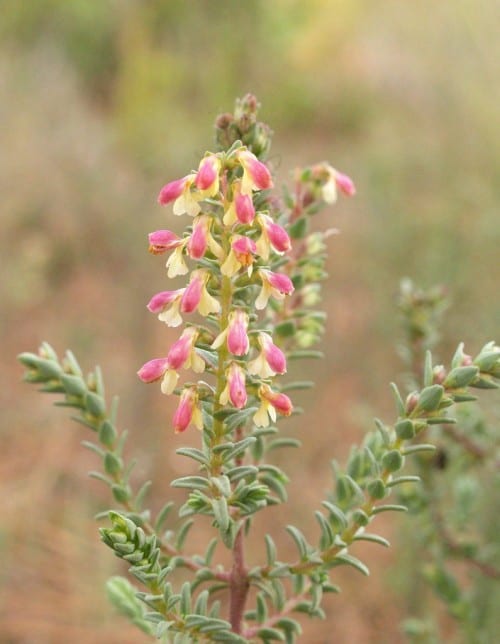 Endangered plant found in Barbate Endangered plant found in Barbate