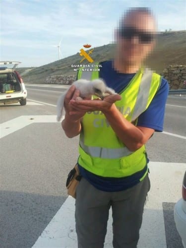 Gang of five arrested after golden eagle chick heist Gang of five arrested after golden eagle chick heist