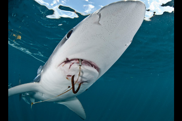 Spain blamed for ‘wall of death’ wiping out British sharks Spain blamed for ‘wall of death’ wiping out British sharks