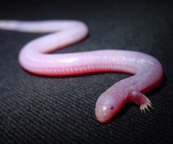 Fossilised skull reveals secrets of 11 million year old worm lizard Fossilised skull reveals secrets of 11 million year old worm lizard