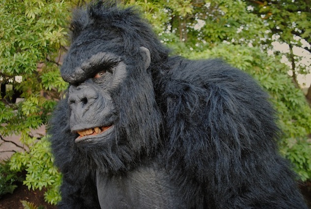 Zookeeper shot with tranquiliser while allegedly wearing gorilla suit Zookeeper shot with tranquiliser while allegedly wearing gorilla suit
