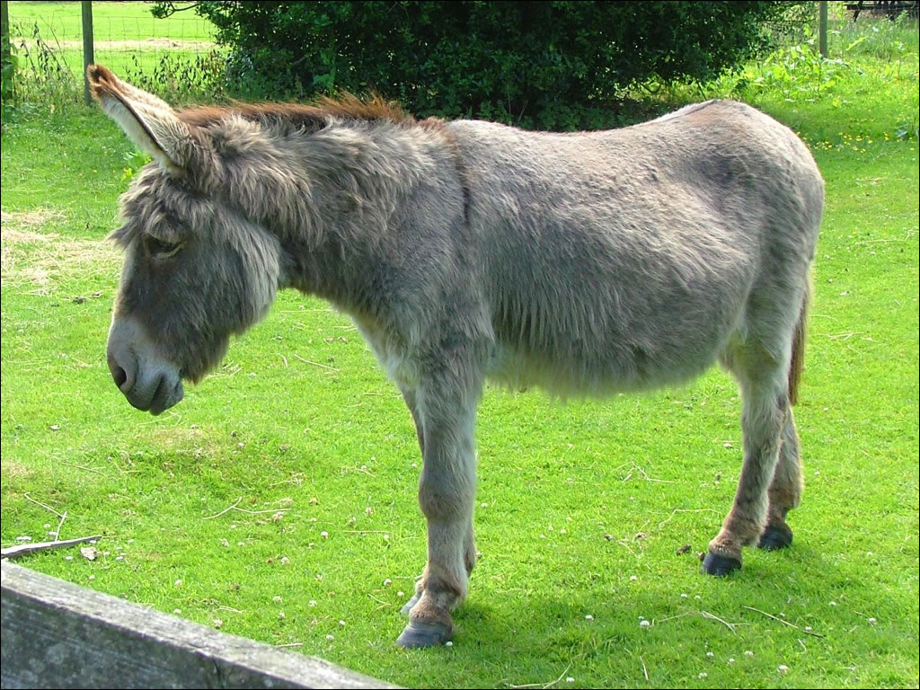 Donkey D-Day: Popular sanctuary to close after 10 years Donkey D-Day: Popular sanctuary to close after 10 years