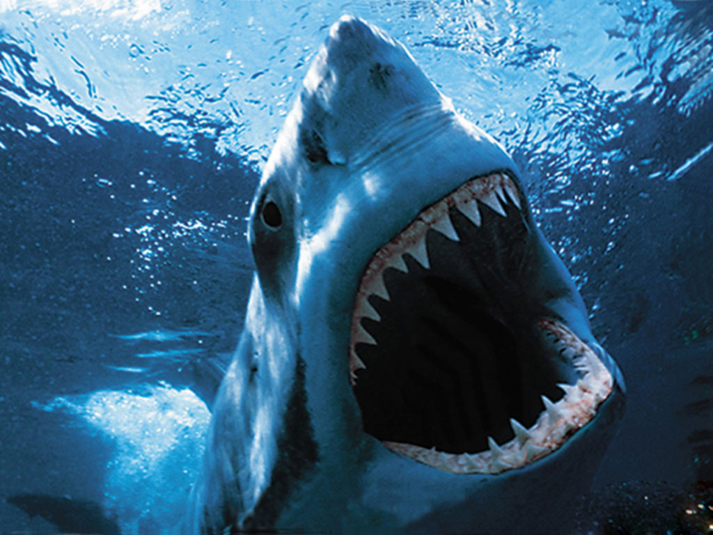 Axarquia shark rumours dismissed as hoax Axarquia shark rumours dismissed as hoax