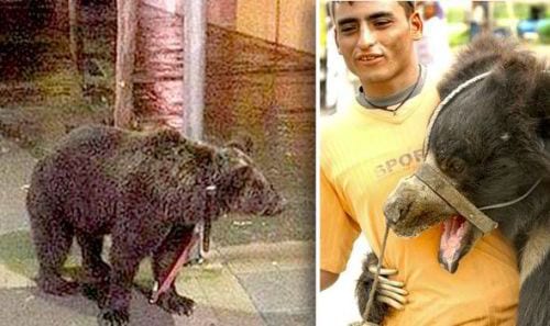 Circus worker faces police investigation after leaving his bear in a hailstorm while he went to the pub Circus worker faces police investigation after leaving his bear in a hailstorm while he went to the pub