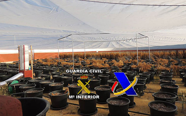 Brits arrested after Malaga bullring turned into marijuana farm Brits arrested after Malaga bullring turned into marijuana farm