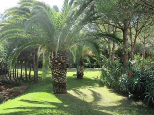 La Cala cougar may be back in Andalucia La Cala cougar may be back in Andalucia