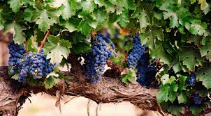 Ronda and Mollina wine makers anxious about grape crop Ronda and Mollina wine makers anxious about grape crop