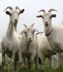 VIDEO: Goats on a train line cause chaos in Catalonia VIDEO: Goats on a train line cause chaos in Catalonia