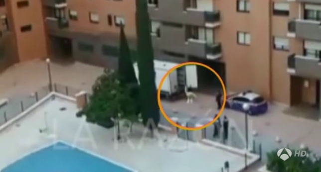 UPDATE: Spanish Ebola health worker sheds protective suit in Madrid street putting neighbours at risk UPDATE: Spanish Ebola health worker sheds protective suit in Madrid street putting neighbours at risk