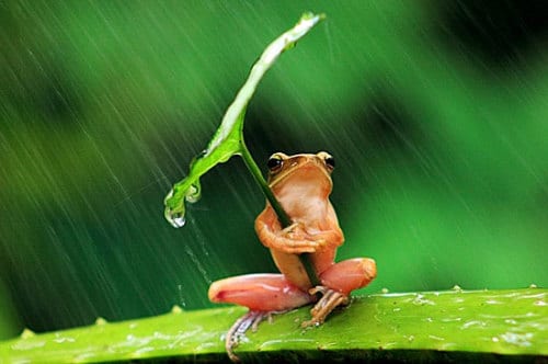 Killer disease is wiping out Spain’s amphibians Killer disease is wiping out Spain’s amphibians