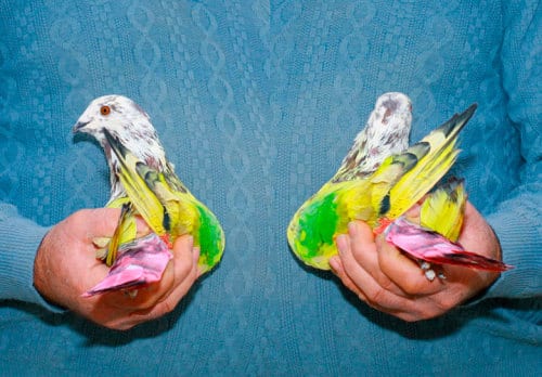 Artist compiles photographs of Valencian painted pigeon-racing tradition Artist compiles photographs of Valencian painted pigeon-racing tradition