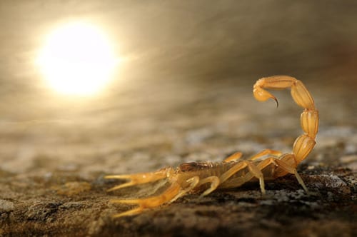 Spaniard wins Young Wildlife Photographer of the Year Spaniard wins Young Wildlife Photographer of the Year