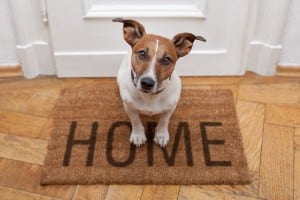 Housesitting network expands across Spain Housesitting network expands across Spain