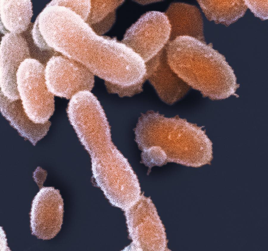 Organisms living without oxygen discovered beneath the surface in Sevilla Organisms living without oxygen discovered beneath the surface in Sevilla