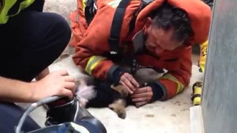 VIDEO: Spanish fireman saves puppy with mouth-to-mouth resuscitation VIDEO: Spanish fireman saves puppy with mouth-to-mouth resuscitation