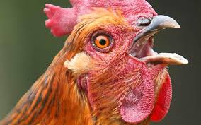 Chicken to blame for Spain’s growing environmental footprint Chicken to blame for Spain’s growing environmental footprint