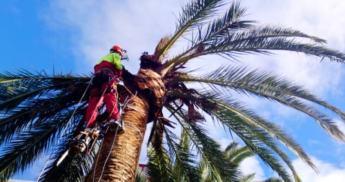 Hundreds of palm trees destroyed in Almunecar due to killer weevils Hundreds of palm trees destroyed in Almunecar due to killer weevils