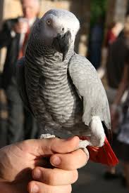 Parrot learns Spanish after going missing for four years Parrot learns Spanish after going missing for four years
