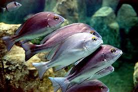 ‘Rubber-lip grunt’ taking over menus in southern Spain ‘Rubber-lip grunt’ taking over menus in southern Spain