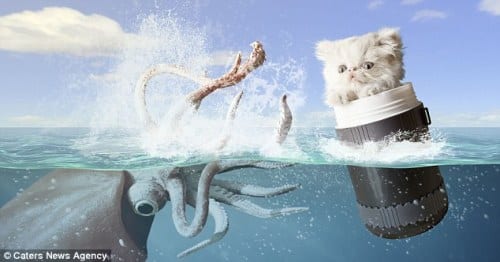 Cameraman creates surreal pictures of his cat Cameraman creates surreal pictures of his cat