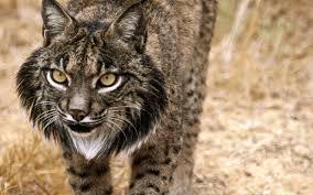 Spain has most endangered species in Europe Spain has most endangered species in Europe