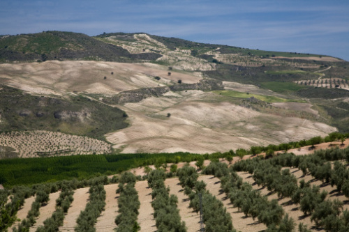 Plans to be unveiled to keep Andalucia at the head of agricultural development Plans to be unveiled to keep Andalucia at the head of agricultural development