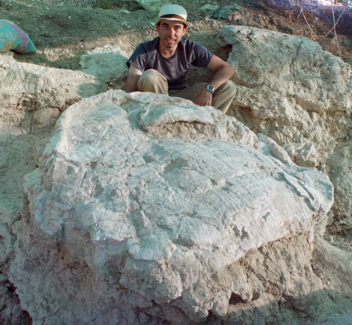 New Spanish giant tortoise genus discovered New Spanish giant tortoise genus discovered