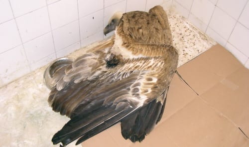 Vulture dies in ‘tremendous pain’ after power line collision Vulture dies in ‘tremendous pain’ after power line collision