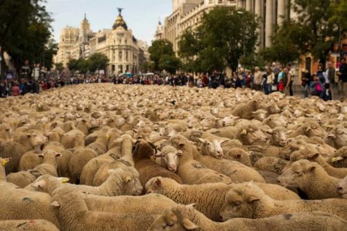 Sheep paraded through Madrid in defence of ancient herding rights Sheep paraded through Madrid in defence of ancient herding rights