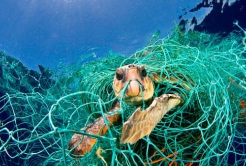 Turtles get ‘the bends’ because of commercial fishing practices Turtles get ‘the bends’ because of commercial fishing practices