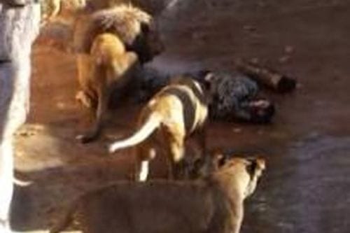 Neo-Nazi mauled by lions at Barcelona Zoo Neo-Nazi mauled by lions at Barcelona Zoo